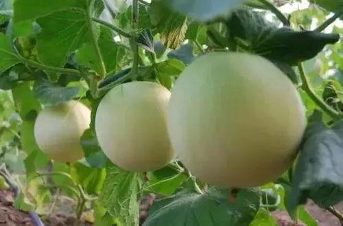 甜瓜人最新版本爆料,全新技能与剧情等你探索